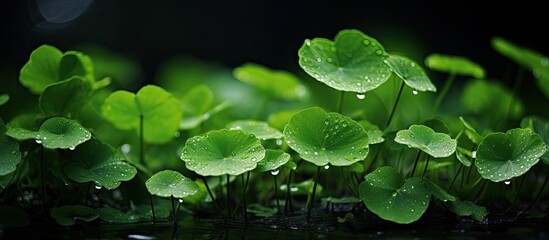 Aufkleber - Pegagan Kecil or Centella Asiatica is often found in the rainy season around the rice fields. Creative banner. Copyspace image