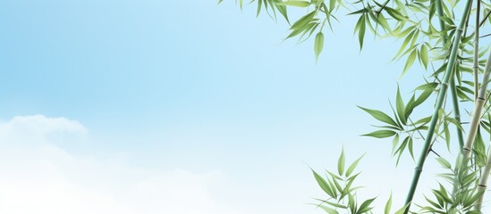 Poster - Decorative Bamboo Plants on a sky background. Creative banner. Copyspace image