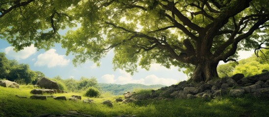 Wall Mural - leaf view under the tree. Creative banner. Copyspace image