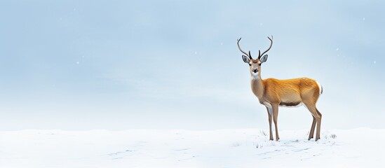 Wall Mural - chamois deer on snow background. Creative banner. Copyspace image