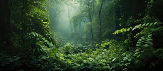 Poster - wild summer forest with thick vines. Creative banner. Copyspace image