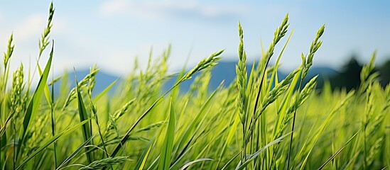 Wall Mural - weeds are growing in the rice field. creative banner. copyspace image