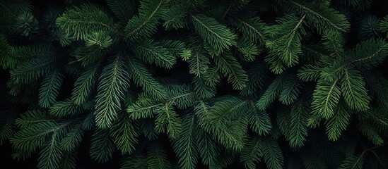 Poster - Several pine green leaves seen from below. Creative banner. Copyspace image