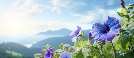 Poster - Morning glory flowers. Creative banner. Copyspace image