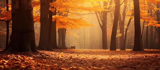Wall Mural - leaves tinged with autumnal tints. creative banner. copyspace image