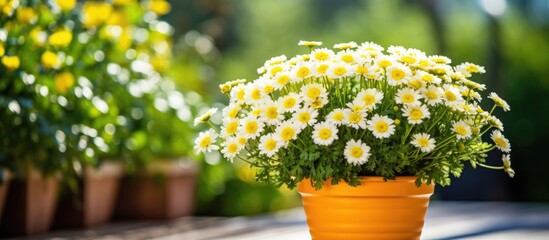 Aufkleber - Flowers of Cota tinctoria or yellow chamomile on flowerpot outdoors. Creative banner. Copyspace image