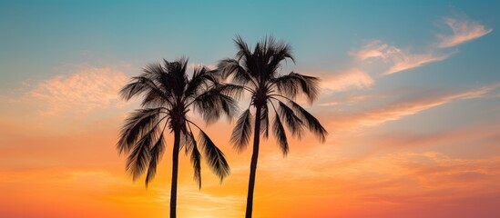 Wall Mural - Palm trees over blue summer skies at sunset Low angle view of two palm trees lit by evening light against sky. Creative banner. Copyspace image