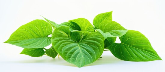 Poster - Fresh green betel leaf Piper betle isolated on a white background. Creative banner. Copyspace image