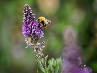 Canvas Print - Bee Collecting Pollen from a toadflax flower