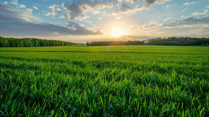 Wall Mural - Beautiful green field during sunset with clouds in the sky