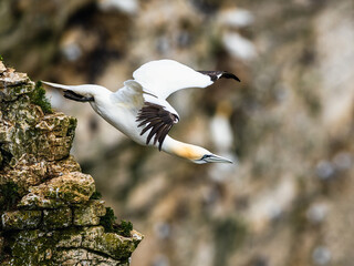 Wall Mural - Northern Gannet, Morus bassanus, bird in fly, Bempton Cliffs, North Yorkshire, England