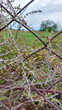 © Катерина Тарасенко - A chain link with a dried plant with thorns woven through it on a background of green grass and the sky