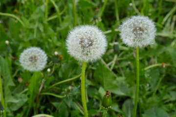 Wall Mural - Three white dandelions on a background of green grass lawn