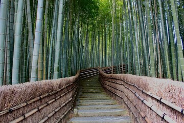  wooden bridge in the forest