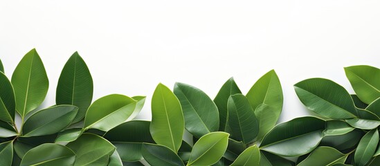 Aufkleber - frangipani leaves seen from below with white isolated. Creative banner. Copyspace image