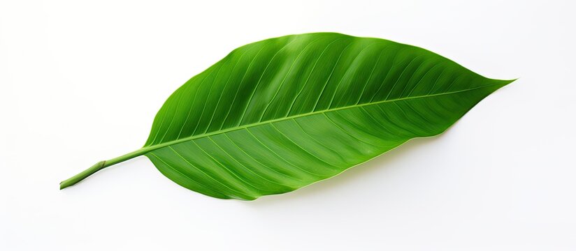 Fresh green leaf on white background. Creative banner. Copyspace image