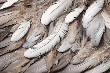 Wall Mural - Plumas blancas, fondo abstracto. Beautiful white brown feather texture background. Tender bird feathers background.