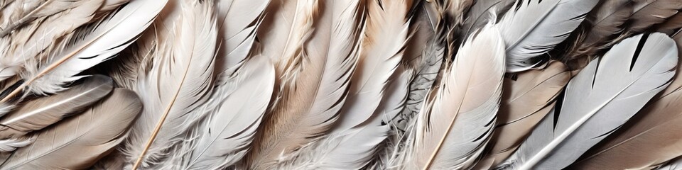 Wall Mural - Plumas blancas, fondo abstracto. Beautiful white brown feather texture background. Tender bird feathers background.