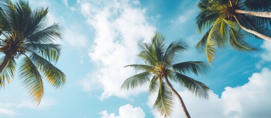 Wall Mural - Coconut trees with light blue sky and white cloud background. Creative banner. Copyspace image
