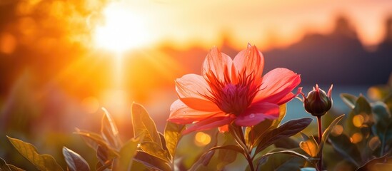 Wall Mural - sunrise and flower. Creative banner. Copyspace image