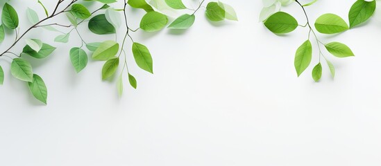 Wall Mural - The texture of green leaves of trees on a light background. Creative banner. Copyspace image