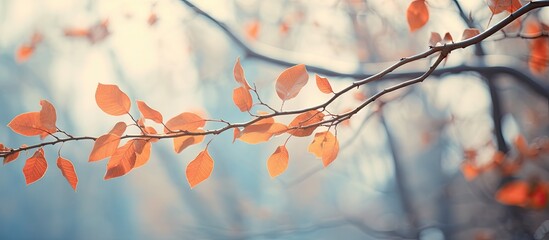 Aufkleber - Branches in autumn against. Creative banner. Copyspace image