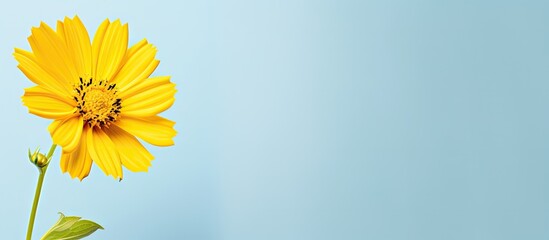 Wall Mural - Yellow flower under clean background. Creative banner. Copyspace image