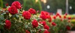 © HN Works - red rose Bush flowers in the Park background for the design. Creative banner. Copyspace image