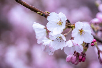 Canvas Print - 桜の花　春のイメージ