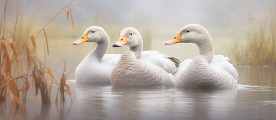 Poster - Seagulls on the lake. Creative banner. Copyspace image