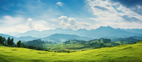 Wall Mural - Landscape view of the green forest and blue sky in the mountains. Creative banner. Copyspace image