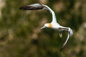 Wall Mural - Northern Gannet, Morus bassanus, bird in fly, Bempton Cliffs, North Yorkshire, England