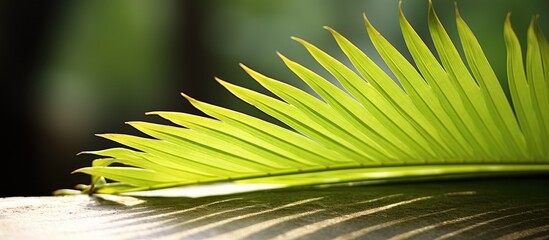 Wall Mural - The palm leaf began to turn yellow with age Photo with shallow depth of field. Creative banner. Copyspace image