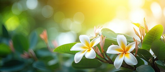 Wall Mural - Tropical flowers frangipani plumeria is on the tree and has green leaves with warm light in the morning and has a blurred background. Creative banner. Copyspace image