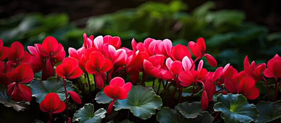 Sticker - Red cyclamen flowers in the garden. Creative banner. Copyspace image