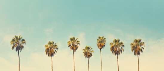 Wall Mural - A line of palm trees standing tall along the golden beach. Creative banner. Copyspace image
