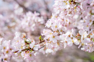 Canvas Print - 桜の花　春のイメージ