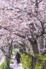 Wall Mural - 桜の花　春のイメージ