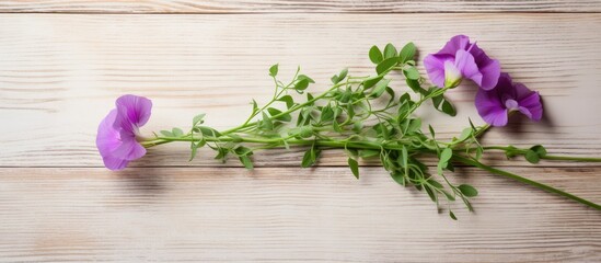 Poster - Sweet pea is a one year old grass on a light wooden background Used in cooking Top view. Creative banner. Copyspace image
