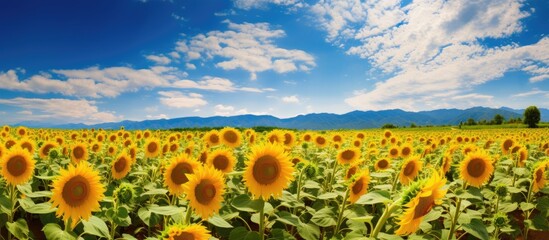 Aufkleber - Standing out from the crowd concept Wonderful panoramic view of field of sunflowers by summertime One flower growing taller than the others. Creative banner. Copyspace image