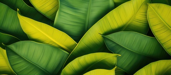 Wall Mural - the leave banana background color is yellow and green. Creative banner. Copyspace image