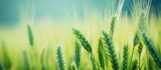 Poster - A photo of unripe green wheat. Creative banner. Copyspace image