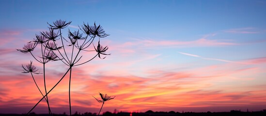 Wall Mural - silhouette plant at sunset. creative banner. copyspace image