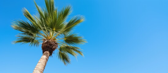 Wall Mural - palm tree on background of blue sky. Creative banner. Copyspace image