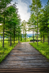 Wall Mural - Serene Woodland Park Boardwalk