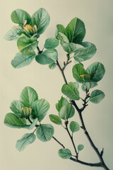 Aufkleber - Minimalist image of a tree branch with fresh green leaves, against a neutral backdrop,