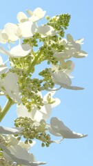 Wall Mural - closeup oft the white flower Hydrangea paniculata Kyushu isolated on sunny blue sky background beautiful popular garden plant in slow motion wind 