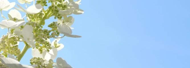 Wall Mural - closeup oft the white flower Hydrangea paniculata Kyushu isolated on sunny blue sky background banner, beautiful popular garden plant in slow motion wind with copy space