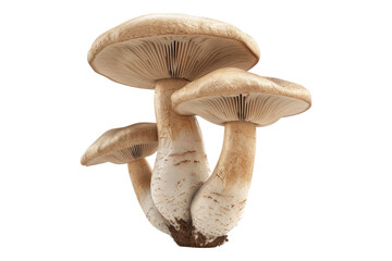 Wall Mural - Champignon mushroom isolated on transparent background