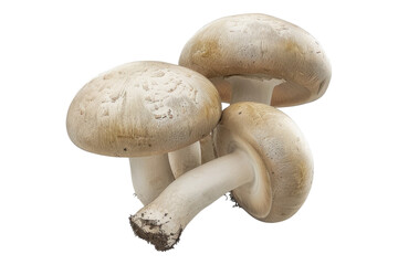 Wall Mural - Champignon mushroom isolated on transparent background